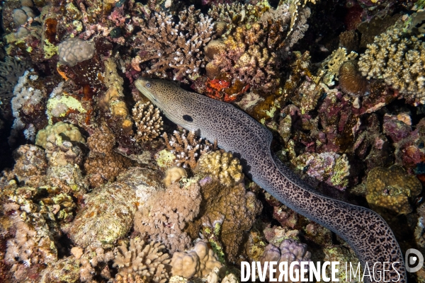 Biodiversite et plongee sous marine en Mer Rouge, zone des Saint Johns