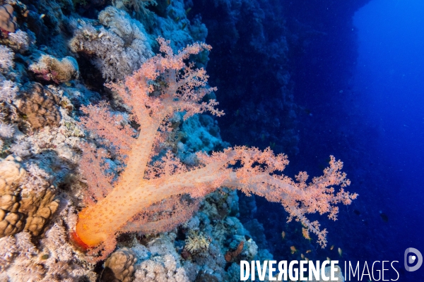 Biodiversite et plongee sous marine en Mer Rouge, zone des Saint Johns