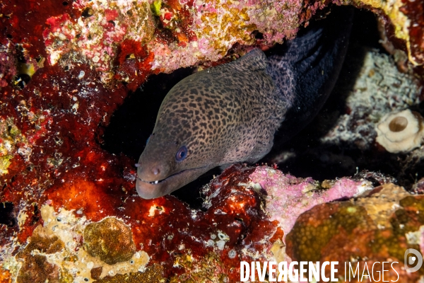 Biodiversite et plongee sous marine en Mer Rouge, zone des Saint Johns