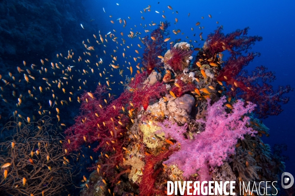 Biodiversite et plongee sous marine en Mer Rouge, zone des Saint Johns