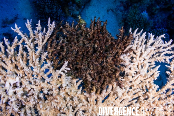 Biodiversite et plongee sous marine en Mer Rouge, zone des Saint Johns