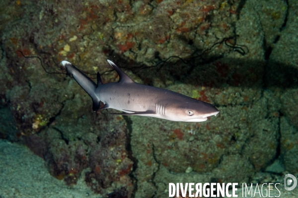 Biodiversite et plongee sous marine en Mer Rouge, zone des Saint Johns