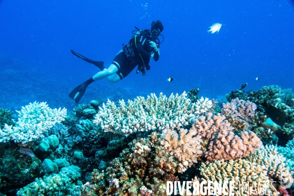 Biodiversite et plongee sous marine en Mer Rouge, zone des Saint Johns