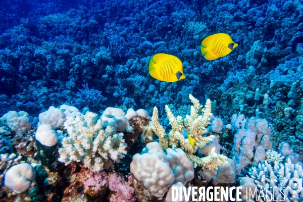 Biodiversite et plongee sous marine en Mer Rouge, zone des Saint Johns