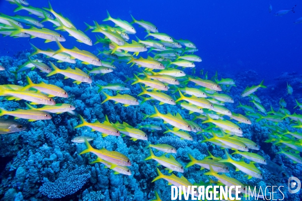 Biodiversite et plongee sous marine en Mer Rouge, zone des Saint Johns