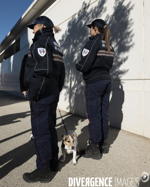 Le msytère des chiens empoisonés