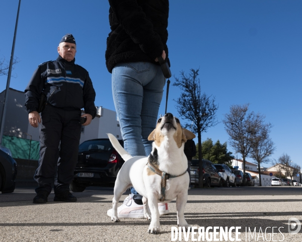 Le msytère des chiens empoisonés