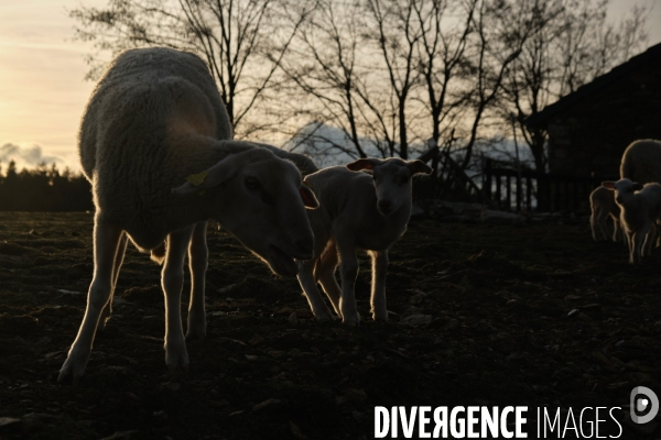 Comme des moutons