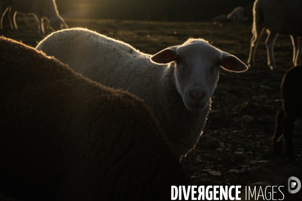 Comme des moutons