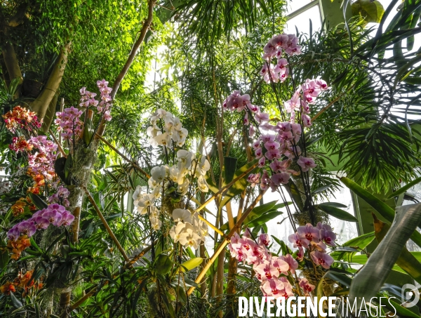 Expo mille et une orchidees grandes serres jardin des plantes