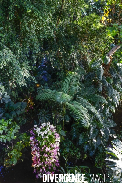 Expo mille et une orchidees grandes serres jardin des plantes