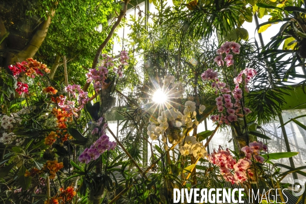 Expo mille et une orchidees grandes serres jardin des plantes