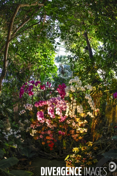 Expo mille et une orchidees grandes serres jardin des plantes