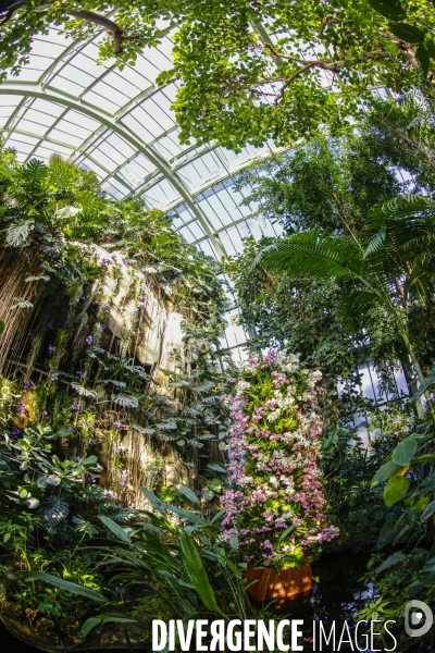 Expo mille et une orchidees grandes serres jardin des plantes