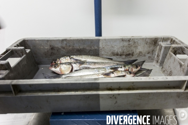 Poiscaille, abonnement aux produits de la mer