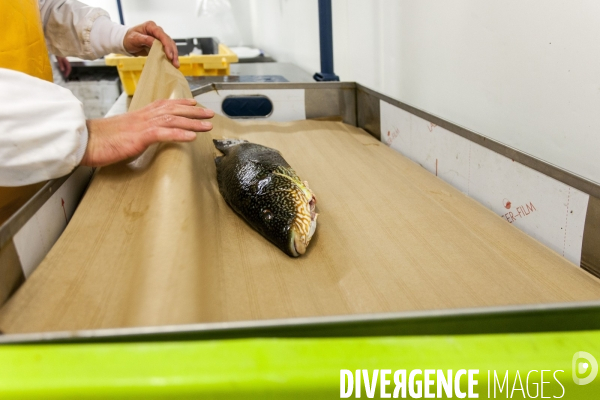 Poiscaille, abonnement aux produits de la mer