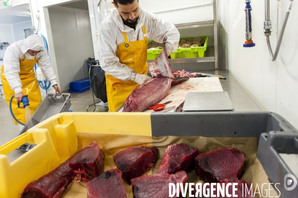 Poiscaille, abonnement aux produits de la mer