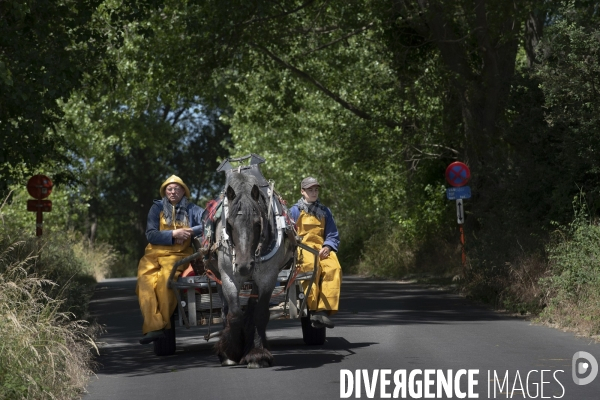 Pêche a la crevette a cheval