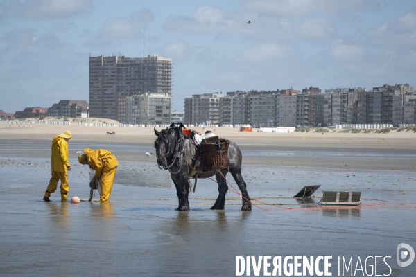 Pêche a la crevette a cheval