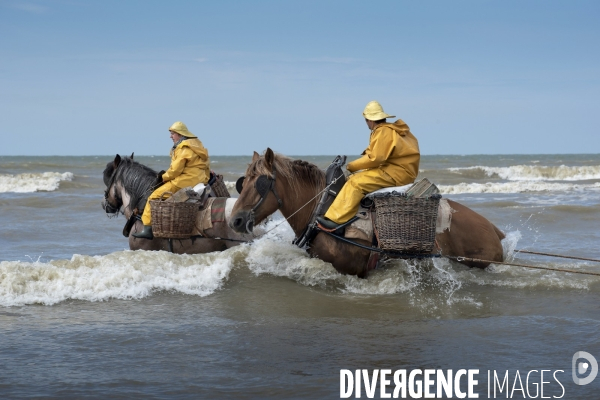 Pêche a la crevette a cheval