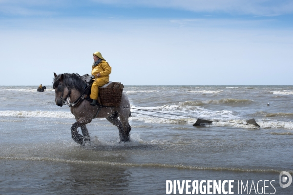 Pêche a la crevette a cheval