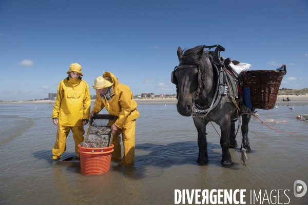 Pêche a la crevette a cheval