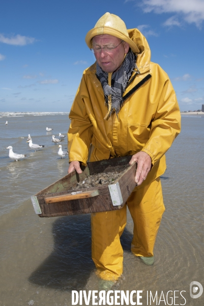 Pêche a la crevette a cheval