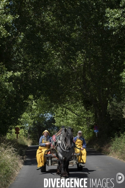 Pêche a la crevette a cheval