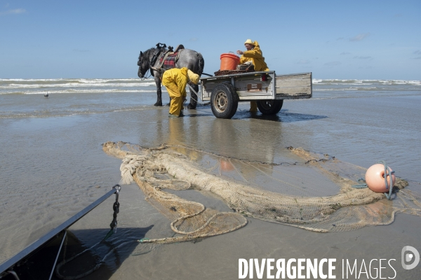 Pêche a la crevette a cheval