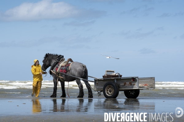 Pêche a la crevette a cheval