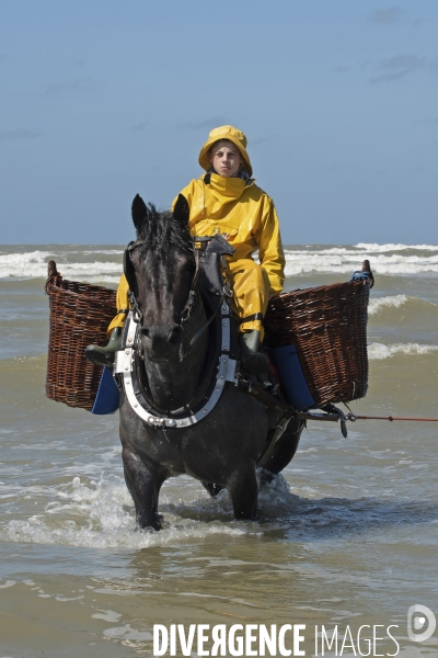 Pêche a la crevette a cheval