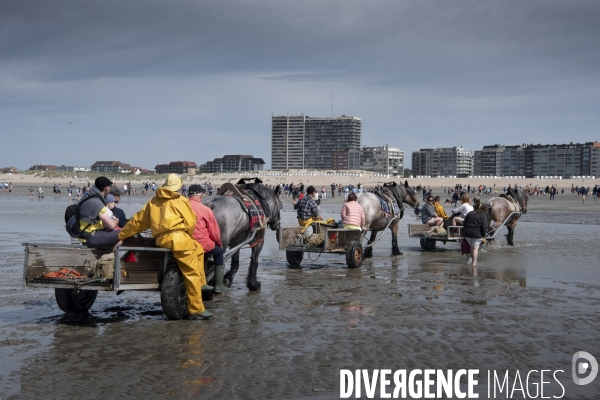 Pêche a la crevette a cheval