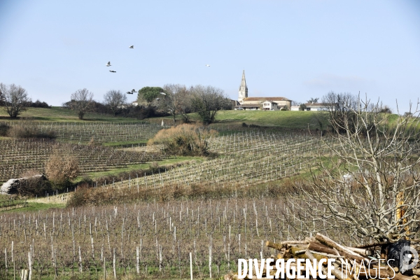 La crise dans les vignobles bordelais