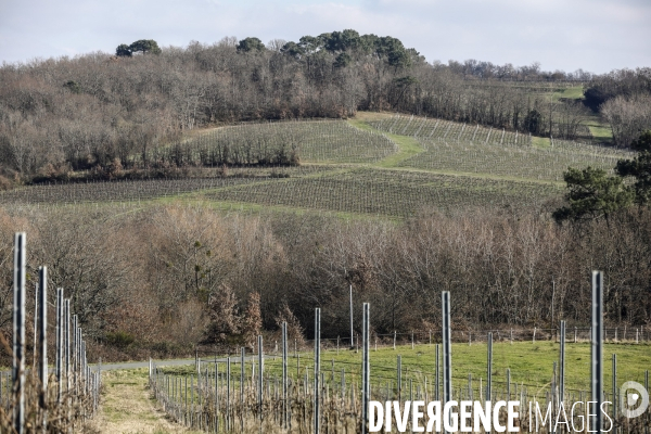 La crise dans les vignobles bordelais