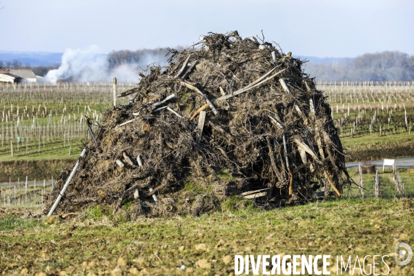 La crise dans les vignobles bordelais