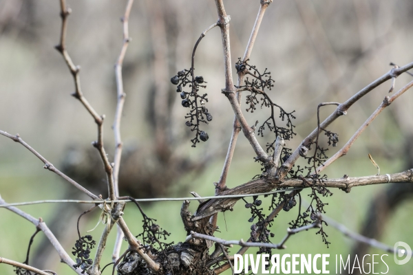 La crise dans les vignobles bordelais