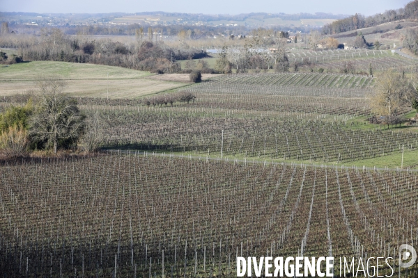 La crise dans les vignobles bordelais