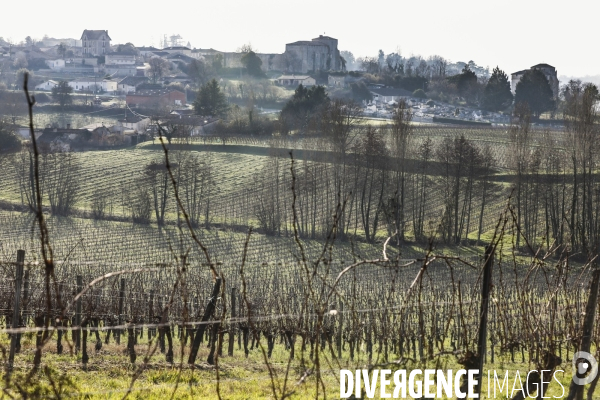 La crise dans les vignobles bordelais