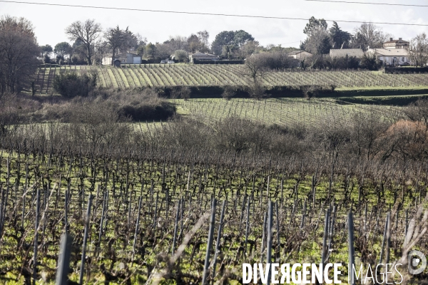 La crise dans les vignobles bordelais