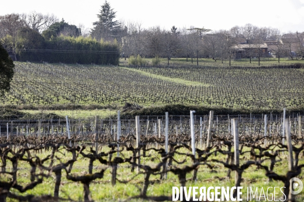 La crise dans les vignobles bordelais