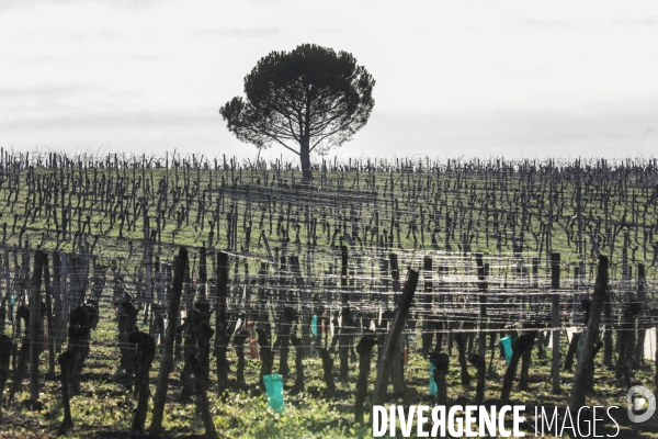 La crise dans les vignobles bordelais