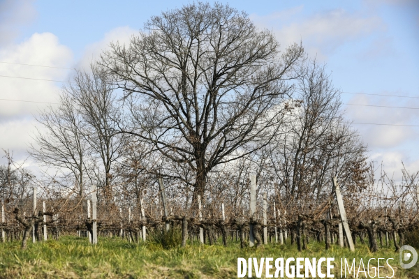 La crise dans les vignobles bordelais