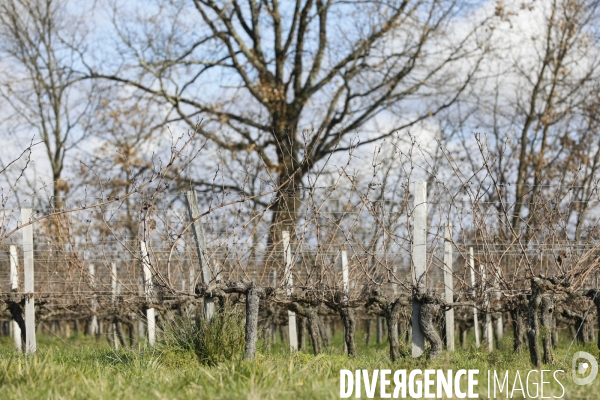 La crise dans les vignobles bordelais