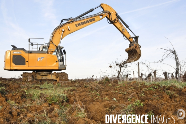 La crise dans les vignobles bordelais