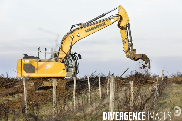 La crise dans les vignobles bordelais