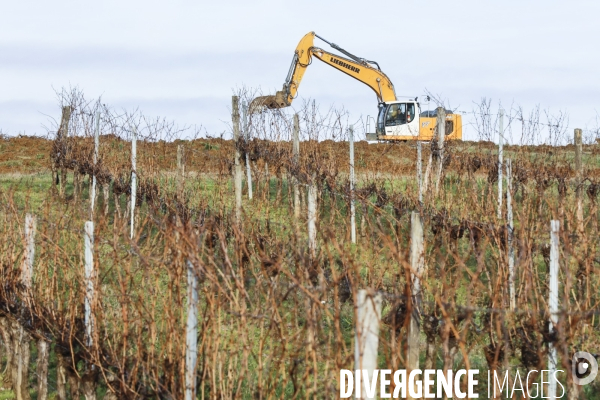 La crise dans les vignobles bordelais