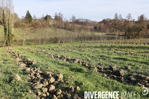 La crise dans les vignobles bordelais