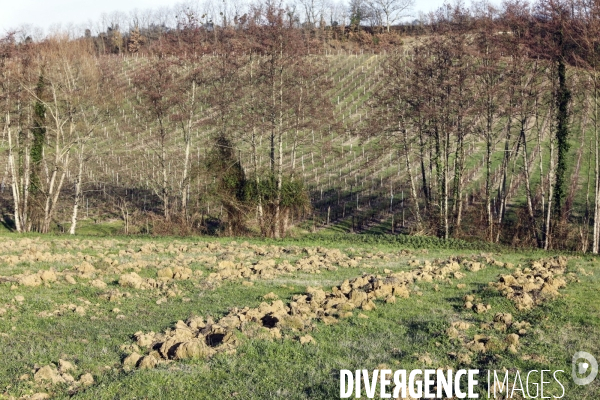 La crise dans les vignobles bordelais