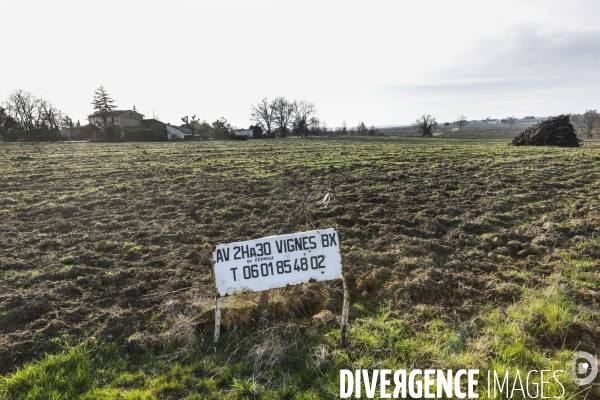 La crise dans les vignobles bordelais