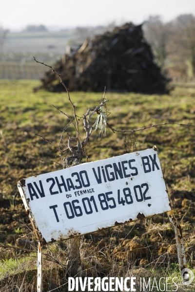 La crise dans les vignobles bordelais